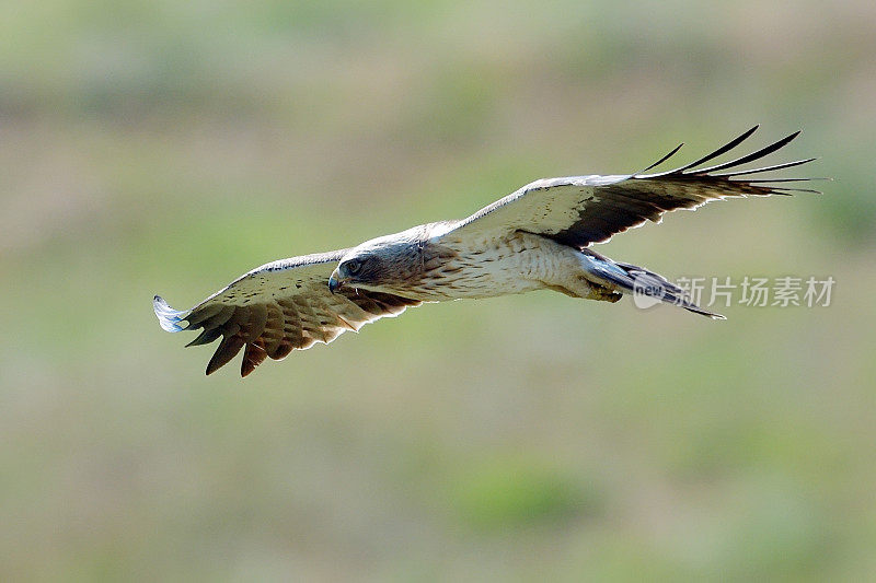 靴鹰(Aquila pennata)